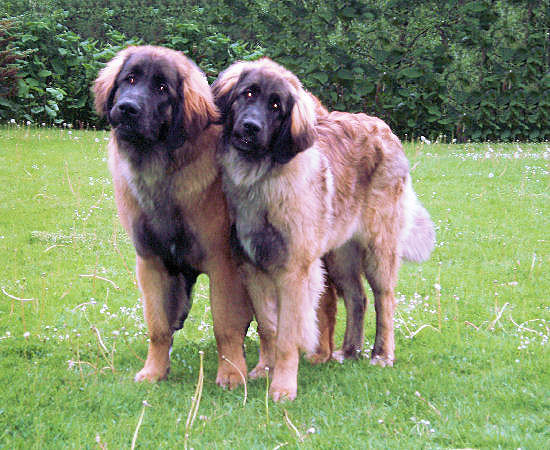 Kathinca_Loewe_von_Wuerttemberg_Juni2008_1.jpg (77823 Byte)